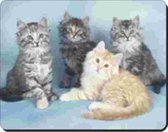 4 noorse boskat kittens Muismat