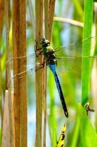 Blue & Green Dragonfly Lined Journal for daily thoughts notebook Lovely Lake Arrowhead Photograph