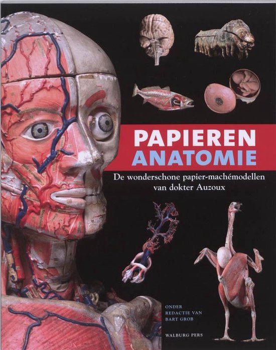 Papieren anatomie