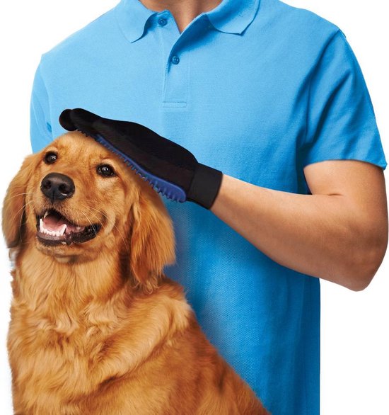 Une main avec un gant bleu anti-poils d'animaux sur un golden retriever.