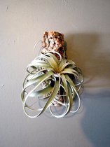 Tillandsia Xerographica Op Boomschors Handgemaakt Luchtplant