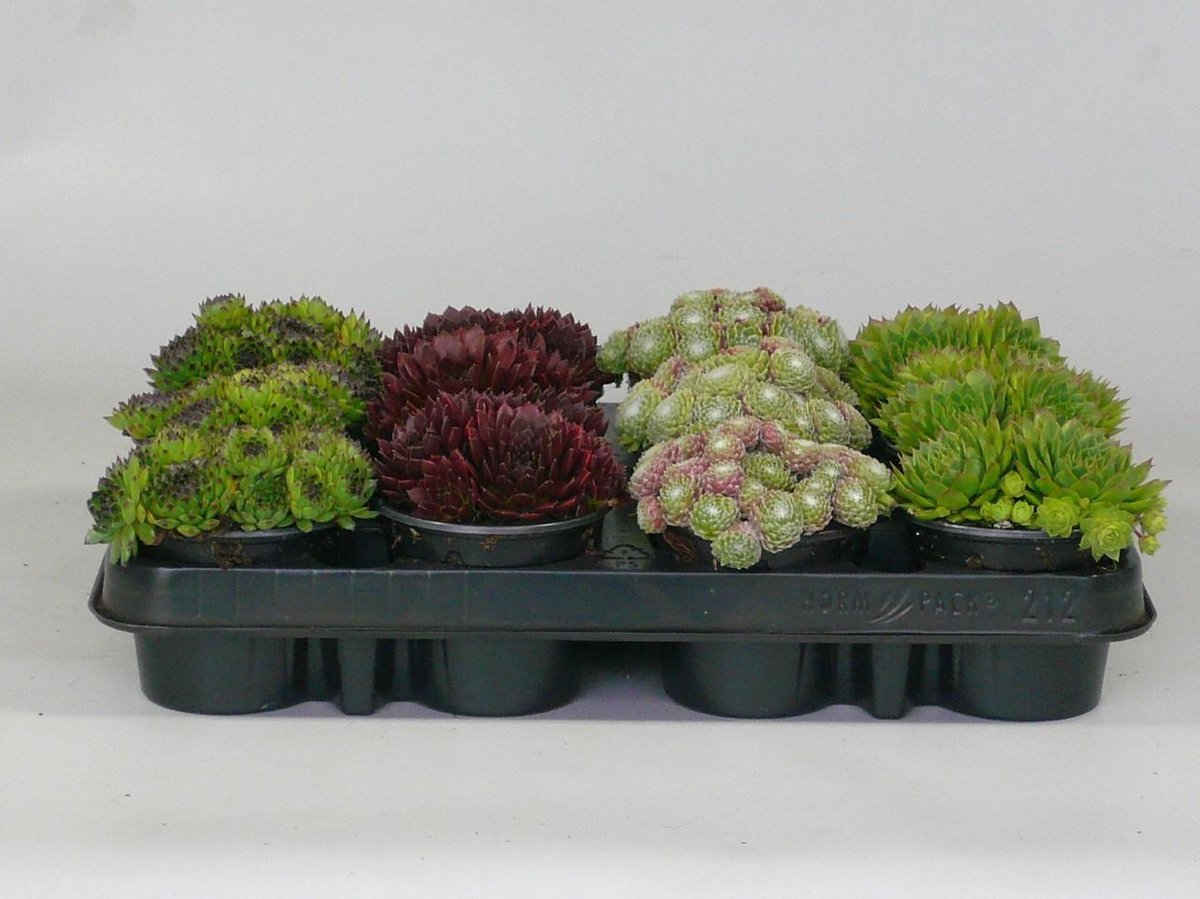 Sempervivum (rotsplanten) 36 stuks mix
