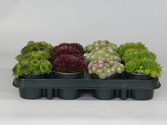 Sempervivum (rotsplanten) 36 stuks mix‎‎