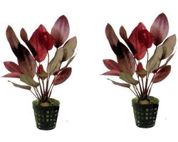 Levende aquariumplant Echinodorus ozelot Rood 5 cm pot per 2 stuks
