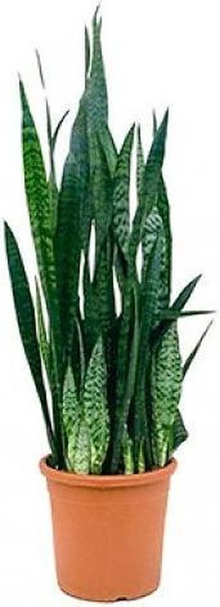 Sansevieria Zeylanica 70cm hoog