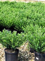 Ilex crenata 'Stokes' | Japanse hulst | Geleverd per m² als bodembedekker of per strekkende meter als haag!