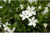 Set 12 stuks Vinca minor ‘Alba' witte kleine maagdenpalm