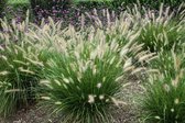 12x Pennisetum Hameln - Herbe lumineuse en pot de 9x9cm
