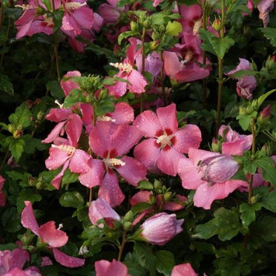 Hibiscus Syriacus Pink Giant ('Flogi') - Mauve en arbre 'Pink Giant' 40-60 cm pot