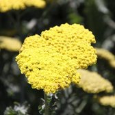 6 x Achillea 'Moonshine' - Duizendblad pot 9x9cm - Gele bloemen, langbloeiend, aantrekkelijk voor vlinders