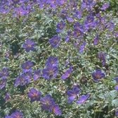 6 x Geranium Himalayense - Ooievaarsbek Pot 9x9 cm - Blauwbloeiende Tuinplant