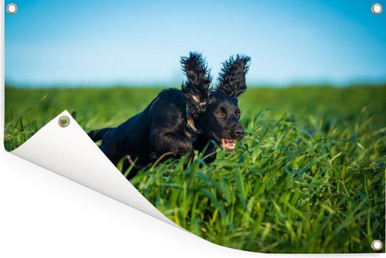 Affiche de jardin Un cocker anglais de couleur noire dans l'herbe verte 120x80 cm - Toile de jardin / Toile d'extérieur / Peintures pour l'extérieur (décoration de jardin)