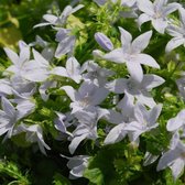 6 x Campanula Poscharskyana 'E.H. Frost' - Klokje - Pot 9x9cm - Uitbundige bloei met witte bloemen