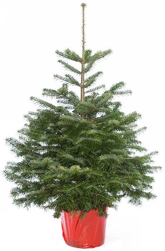 Echte kerstboom Nordmann in pot 125-150cm | bol.com