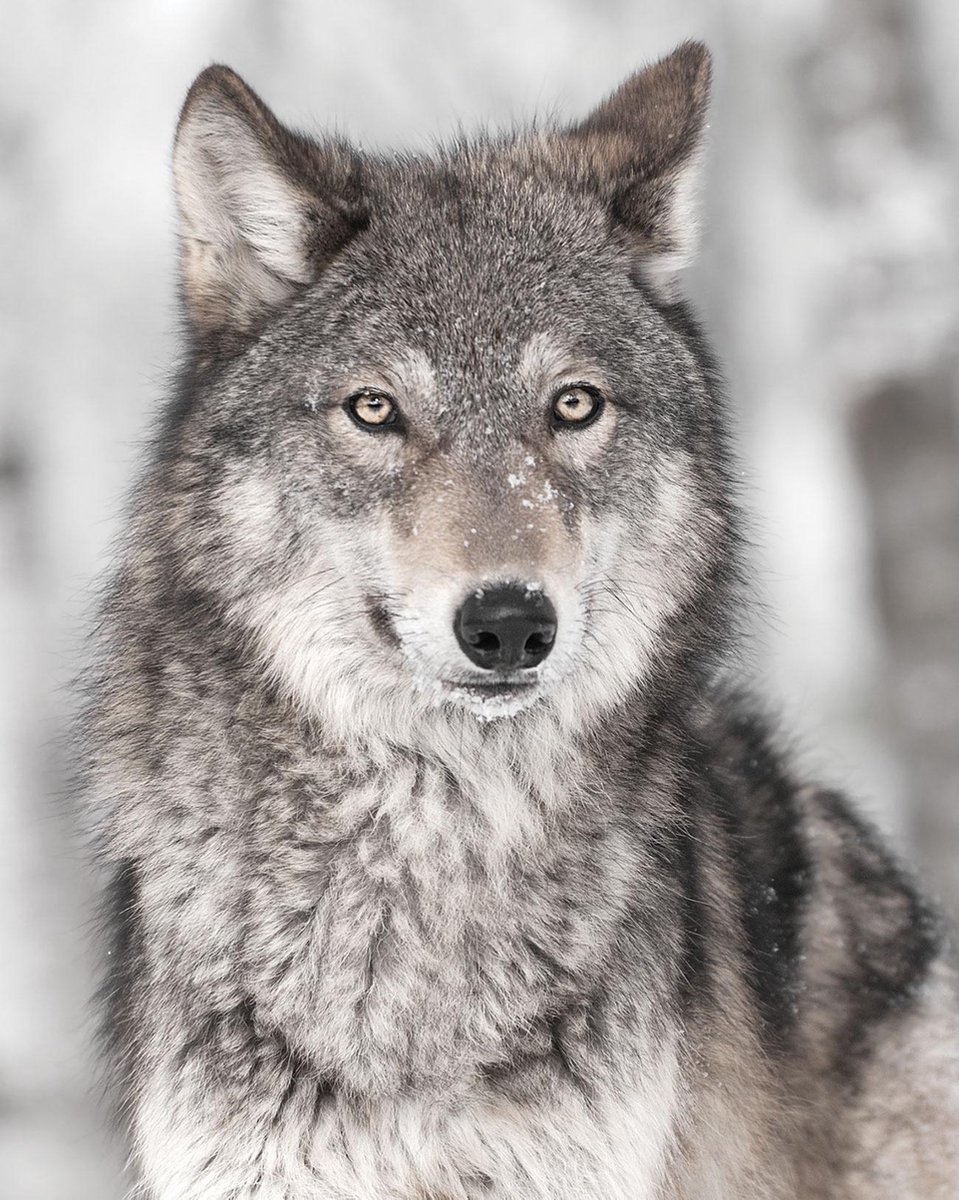 Animal Pictures Zacht Flanellen Deken, Wolf - 120 x 150 cm - Grijs | bol.com