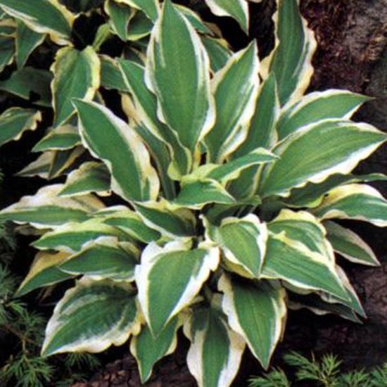 9x originele Vaderdag plant cadeaus 17 3 x Hosta 'Ground Master'