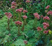 5 stuks Sempervivum funckii