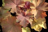 5 stuks Heuchera Caramel Samplant
