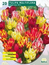2 stuks Baltus Tulipa Multiflora per 20