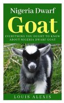 Nigeria Dwarf Goat