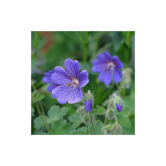 Ooievaarsbek Johnson's Blue - Geranium Sanguineum kopen? Snelle levering en scherpe prijzen bij