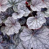 3 x Heuchera 'Cascade Dawn' - Purperklokje pot 9x9cm