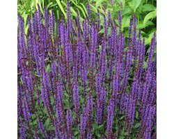 6 x Salvia Nemorosa 'Ostfriesland' - Salie pot 9x9cm