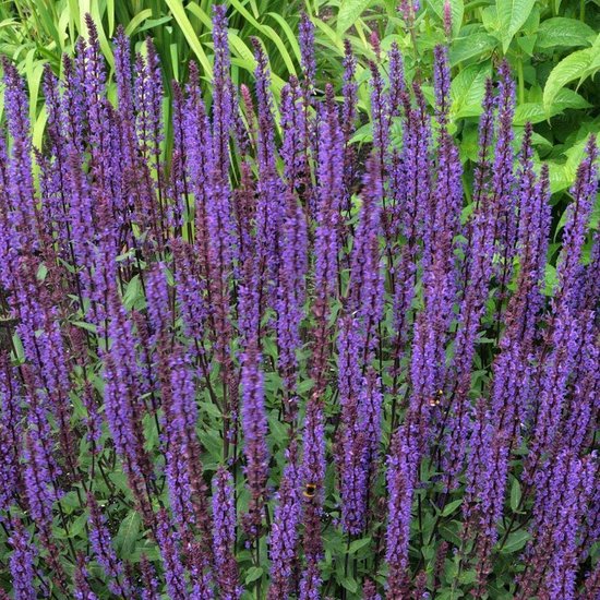 6 x Salvia Nemorosa 'Ostfriesland' - Salie pot 9x9cm, paarsbloeiend en aantrekkelijk voor bijen