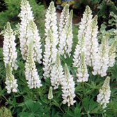 6 x Lupinus 'Noble Maiden' - Lupine pot 9x9cm