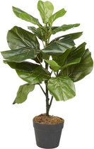 Kunstplant Ficus Lyrata H75cm - HTT Decorations