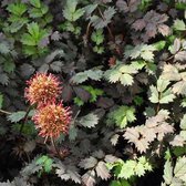 6 x Acaena Micophylla 'Kupferteppich' - Stekelnootje - Pot 9x9 cm: Koperkleurig blad, bodembedekker