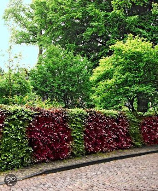 Ontwijken Ontslag Raad eens Bakker Tuin- en balkonplant Beukenhaag in rood en groen | 10 st. Groen |  bol.com
