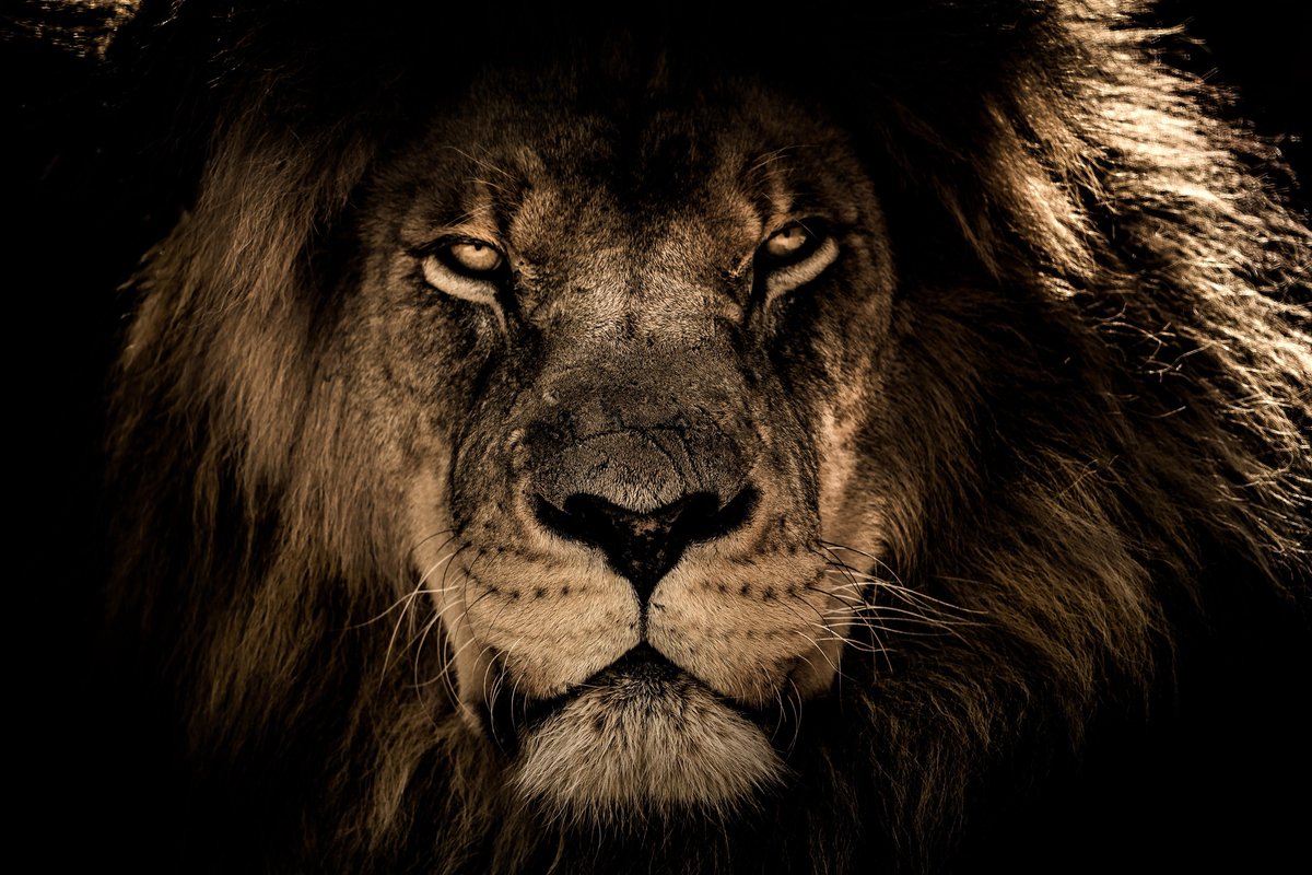 Schilderij - Canvasdoek Leeuw Lion Aan De Muur Natuur - Multicolor - 60 X 90 Cm Canvasdoek Leeuw | Lion | Wanddecoratie | 90 Cm X 60 Cm | Schilderij | Aan De Muur | Dieren | Natuur - Merkloos