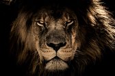Schilderij - Canvasdoek Leeuw Lion Aan De Muur Natuur - Multicolor - 60 X 90 Cm Canvasdoek Leeuw | Lion | Wanddecoratie | 90 Cm X 60 Cm | Schilderij | Aan De Muur | Dieren | Natuur