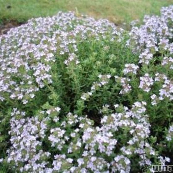Thymus vulgaris Tuintijm