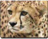 Cheetah Face  Muismat