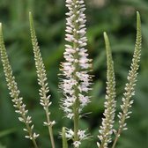 6 x Veronicastrum Virginicum 'Album' - Virginische Ereprijs - Witte bloemen, vertakte bloemaren