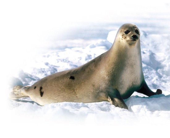 MariaDB:The MySQL Fork that Google has Adopted - cover
