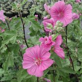 6 x Lavatera 'Burgundy Wine' - Heemst pot 9x9cm