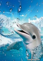 Poster Flipper - Poster Dolfijn