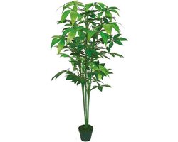 Aralie 150 cm