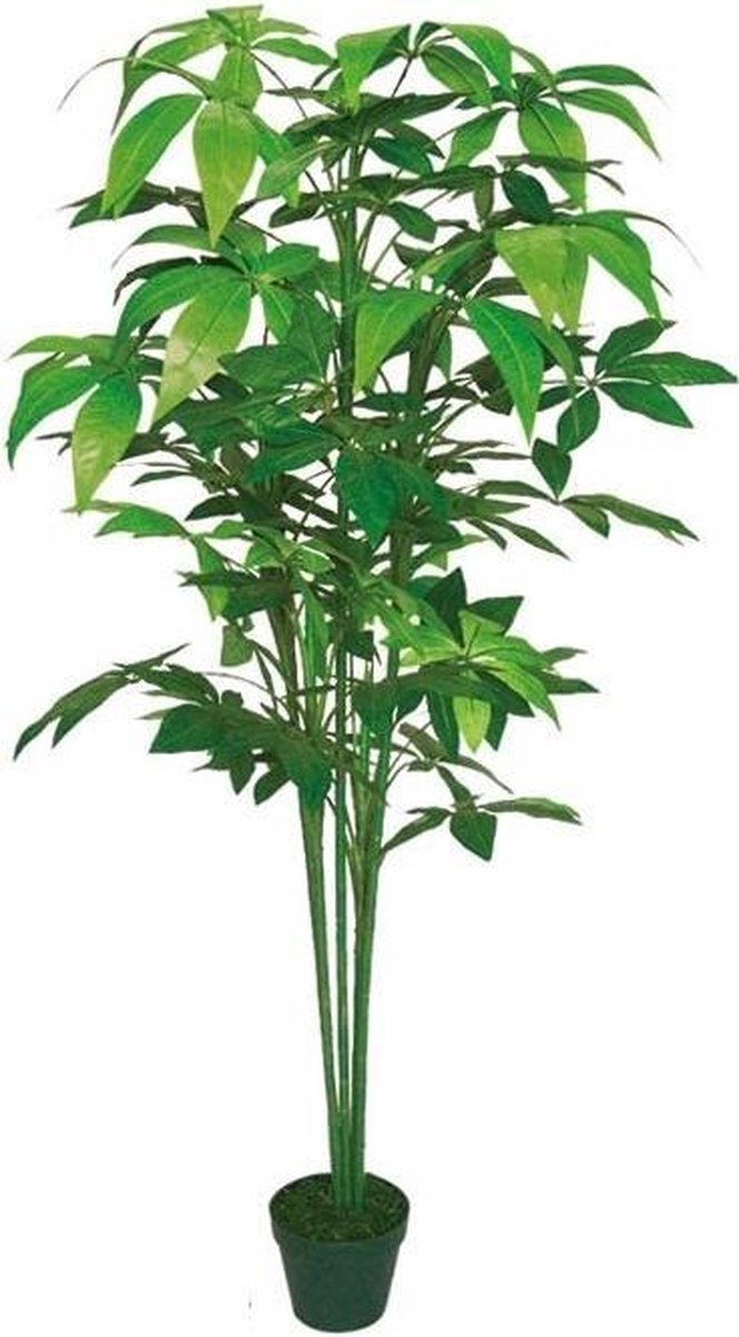 Aralie 150 cm
