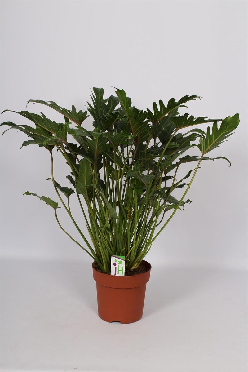 Philodendron Xanadu 80cm