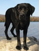 Black Labrador Notebook
