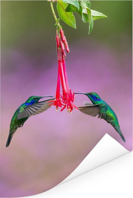 Une belle photo symétrique d'un ensemble de colibris buvant à une fleur au Costa Rica Poster 60x90 cm - Tirage photo sur Poster (décoration murale salon / chambre)