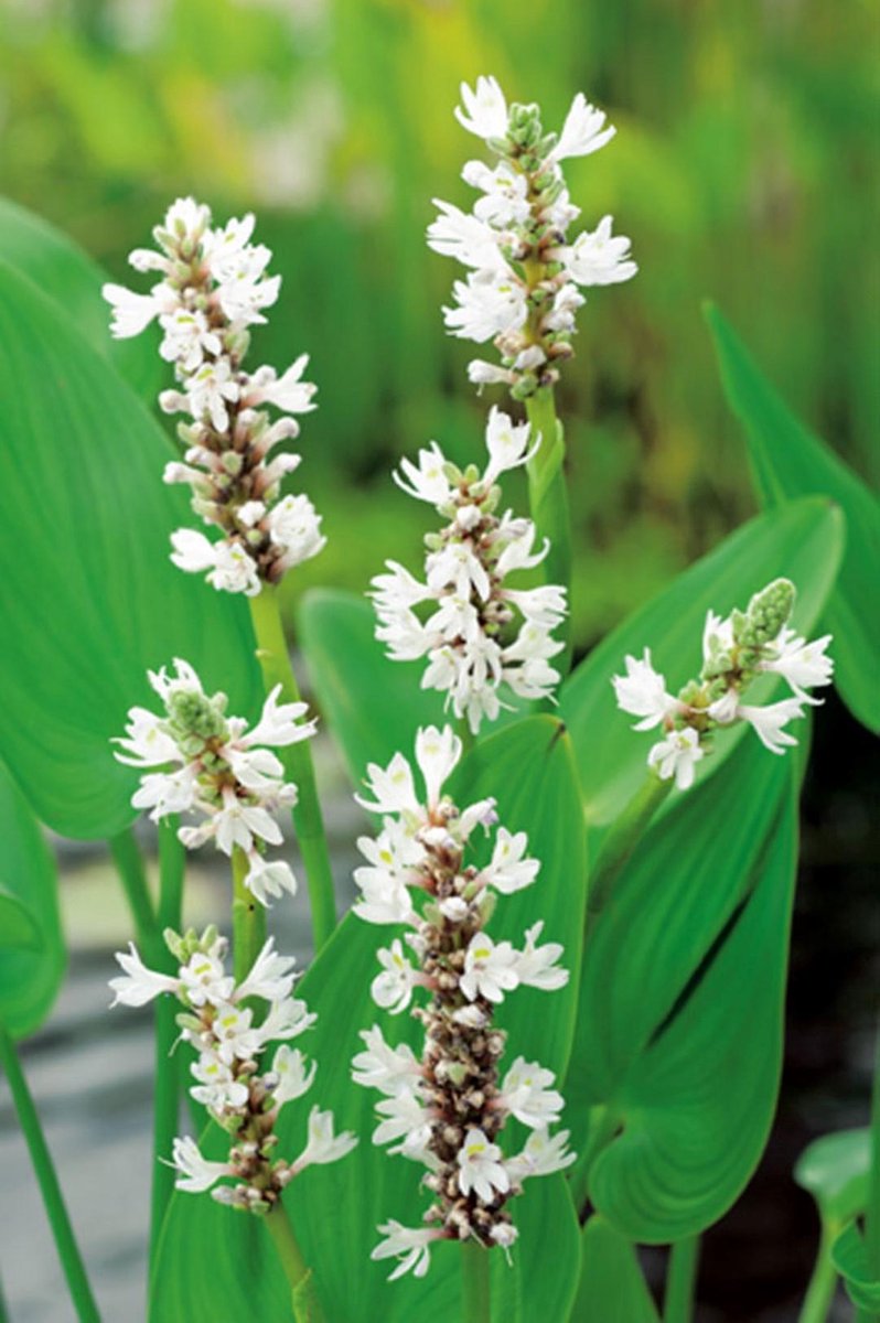 Moerings Pontederia Cordata | Snoekkruid blauw | In 25CM Mand Kant en Klaar