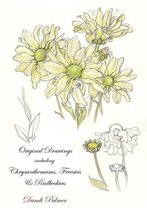 Sketchbook Drawings - Original Drawings Including Chrysanthemums, Freesias and Rudbeckias