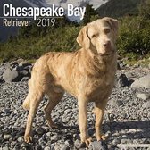 Chesapeake Bay Retriever Calendar 2019