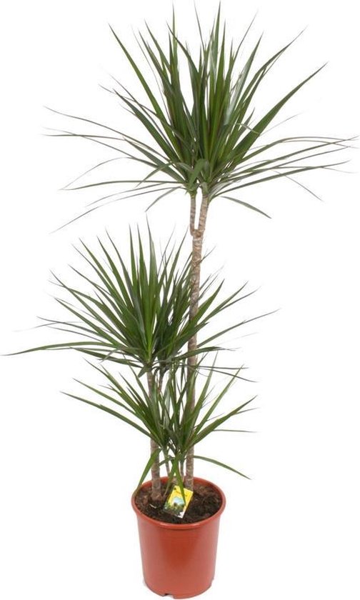 Dracaena marginata 3 stam 130cm potmaat 21