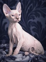 Diamond Painting Kit Sphynx cat AZ-1456